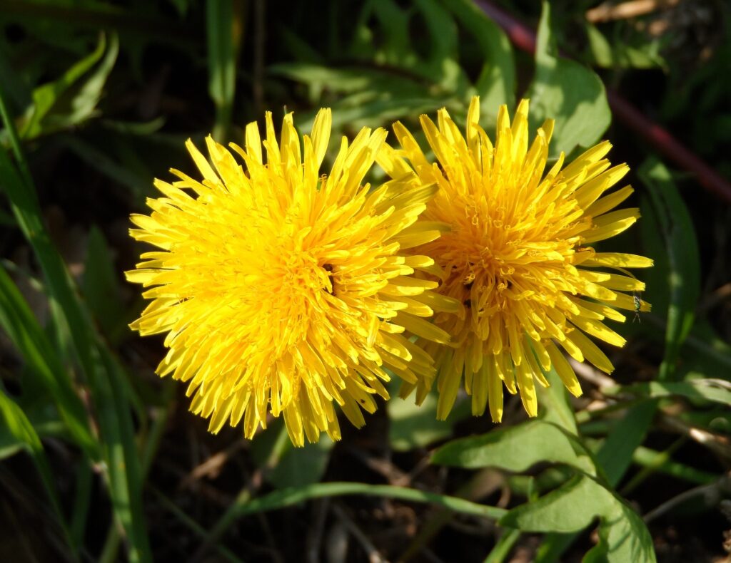 Reconnecting and Reflections on the 2022 Collective Trauma Healing Summit – Part 2