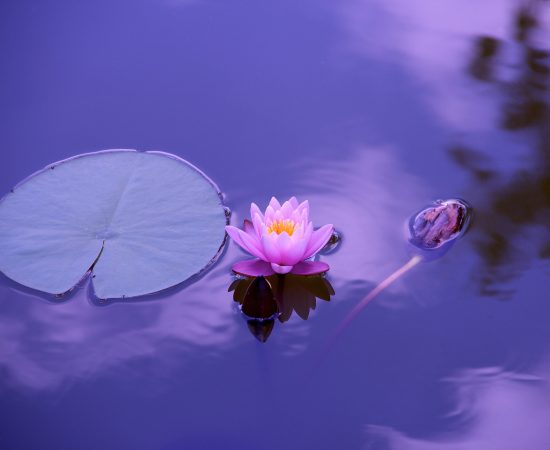 lotus-1205631_1920 lotus-1205631_1920